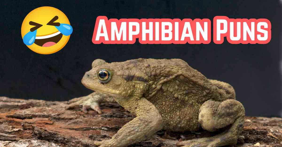 Amphibian Puns
