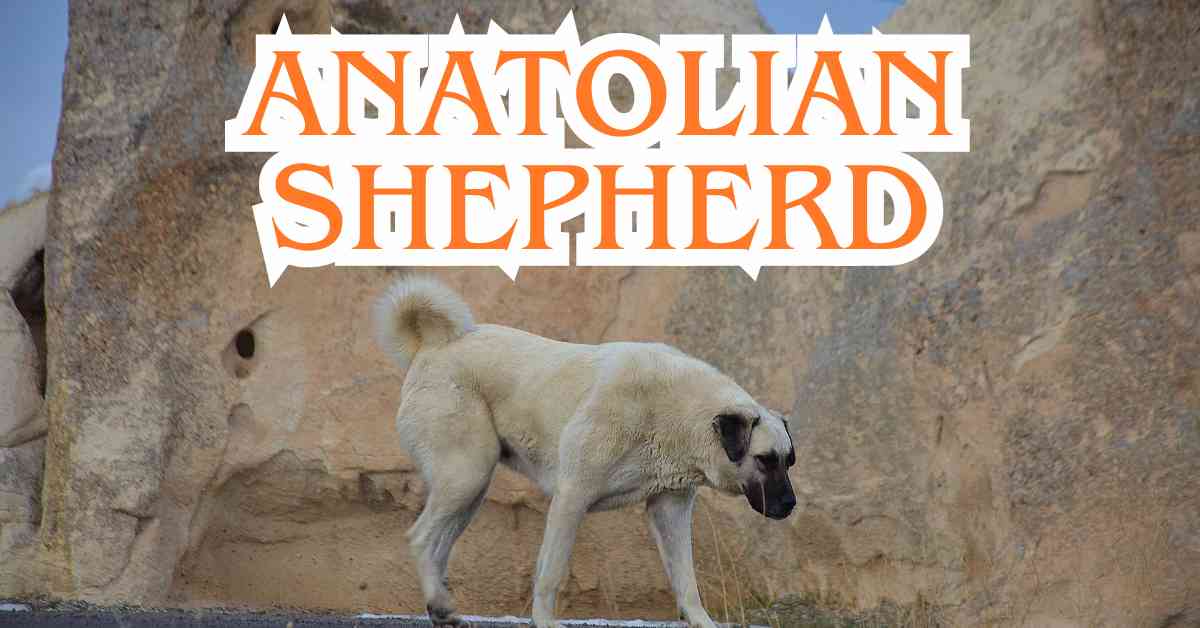 Anatolian Shepherd