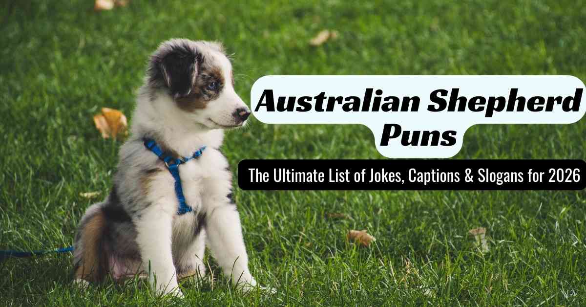 Australian Shepherd Puns