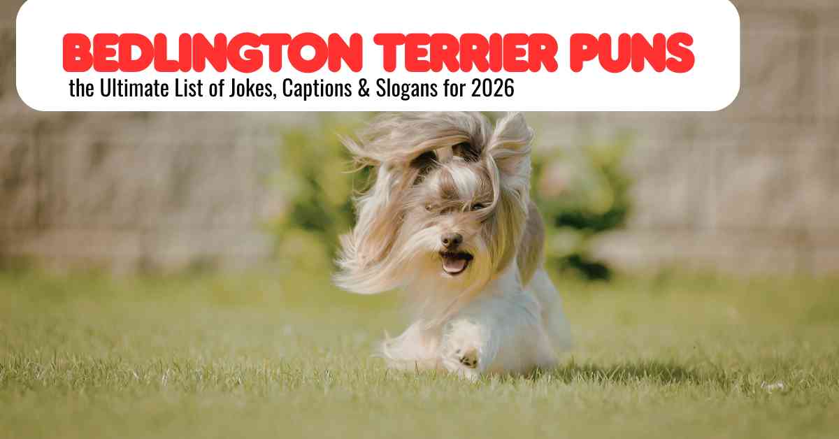 Bedlington Terrier Puns