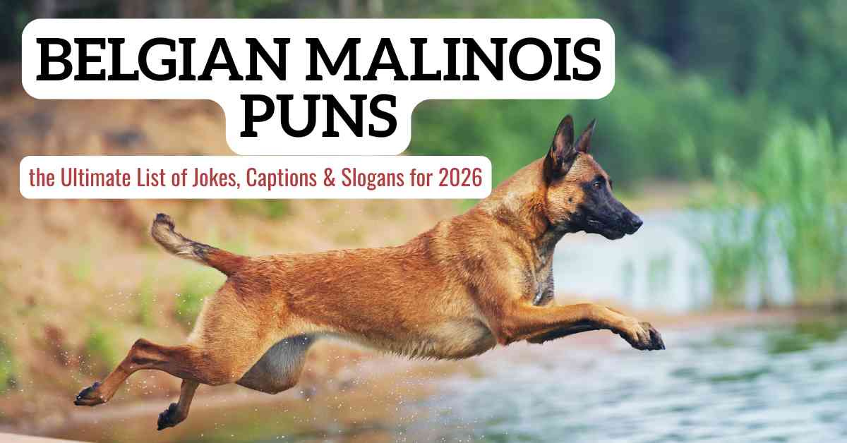 Belgian Malinois Puns