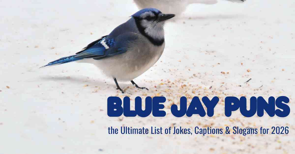 Blue Jay Puns