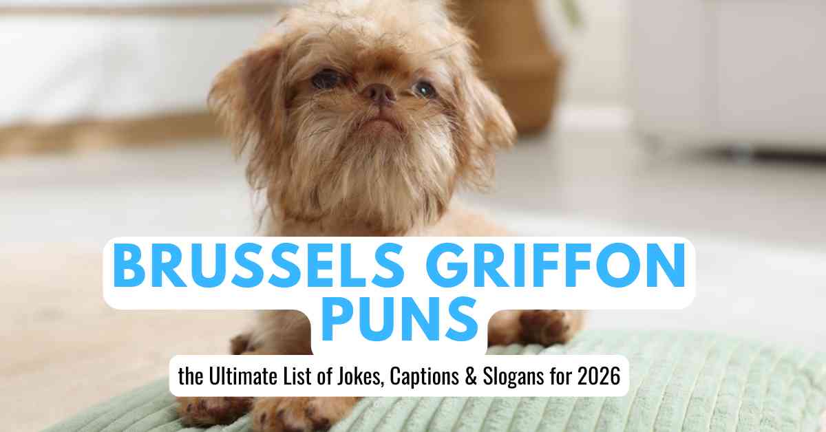 Brussels Griffon Puns