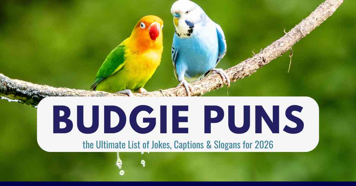 Budgie Puns