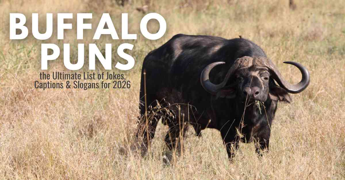 Buffalo Puns