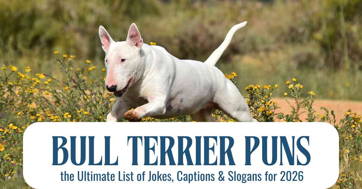Bull Terrier Puns