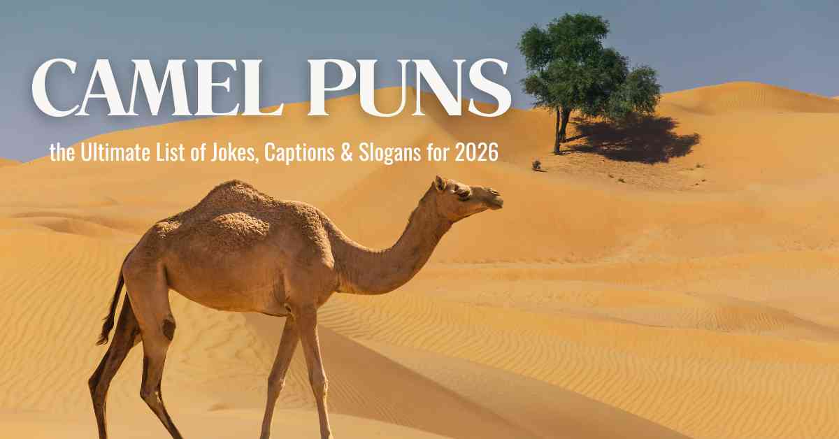 Camel Puns