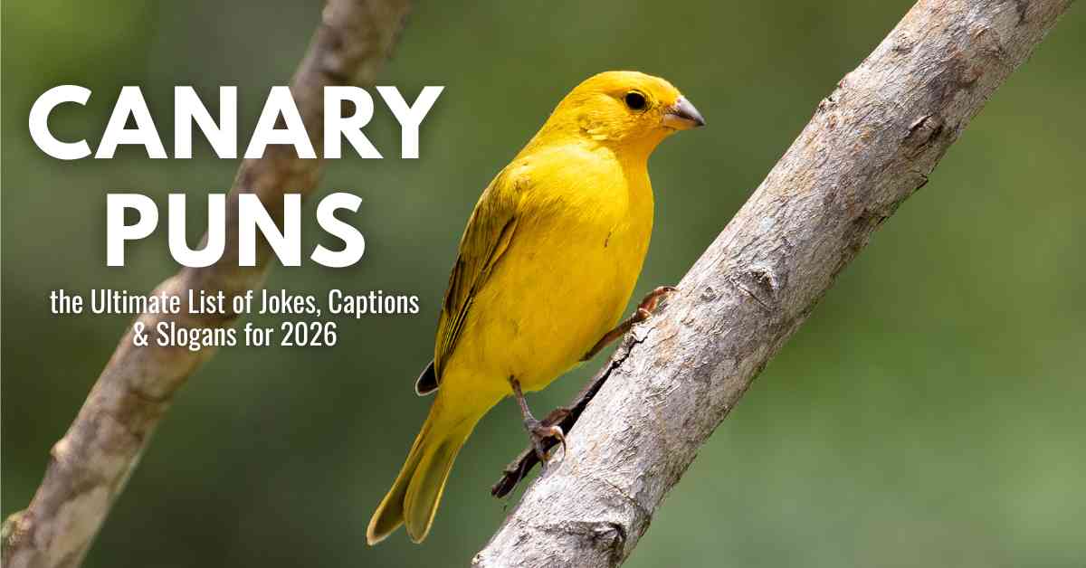 Canary Puns