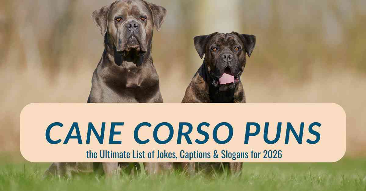 Cane Corso Puns