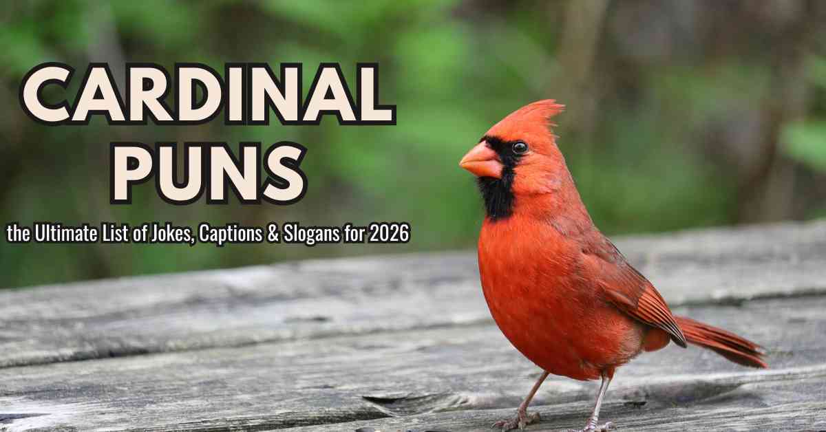 Cardinal Puns