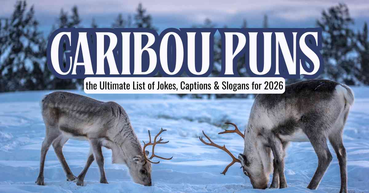 Caribou Puns