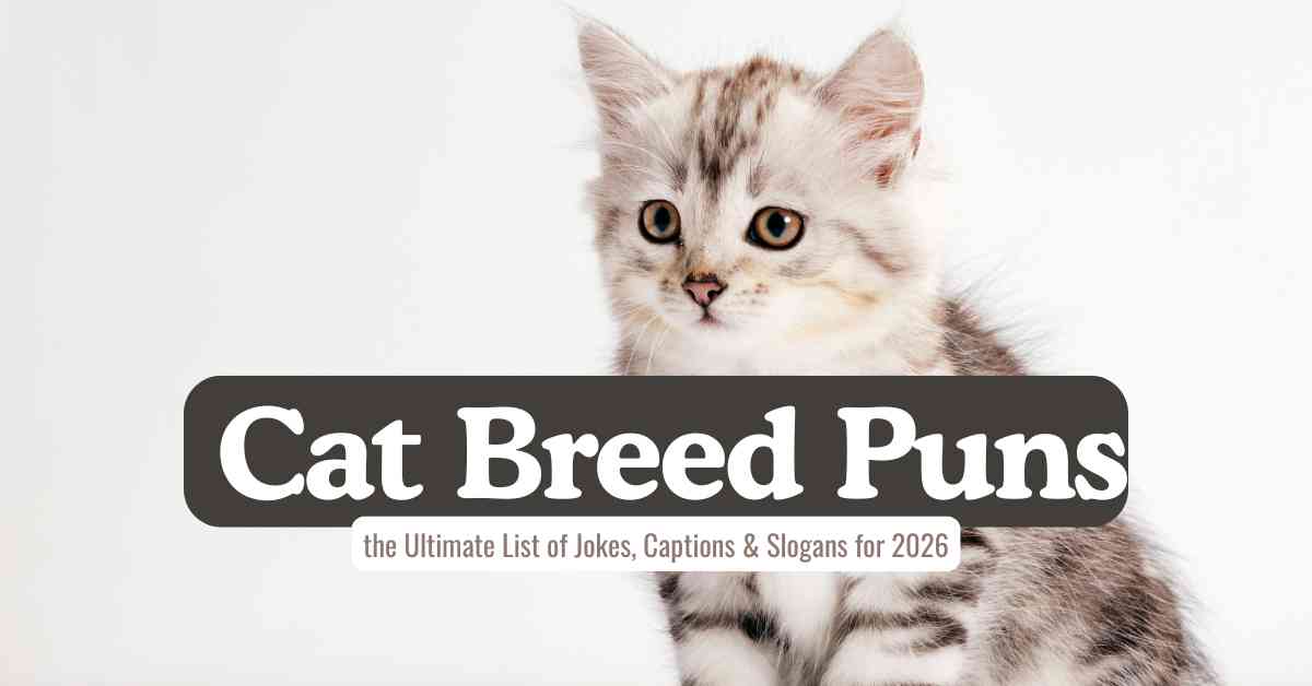 Cat Breed Puns