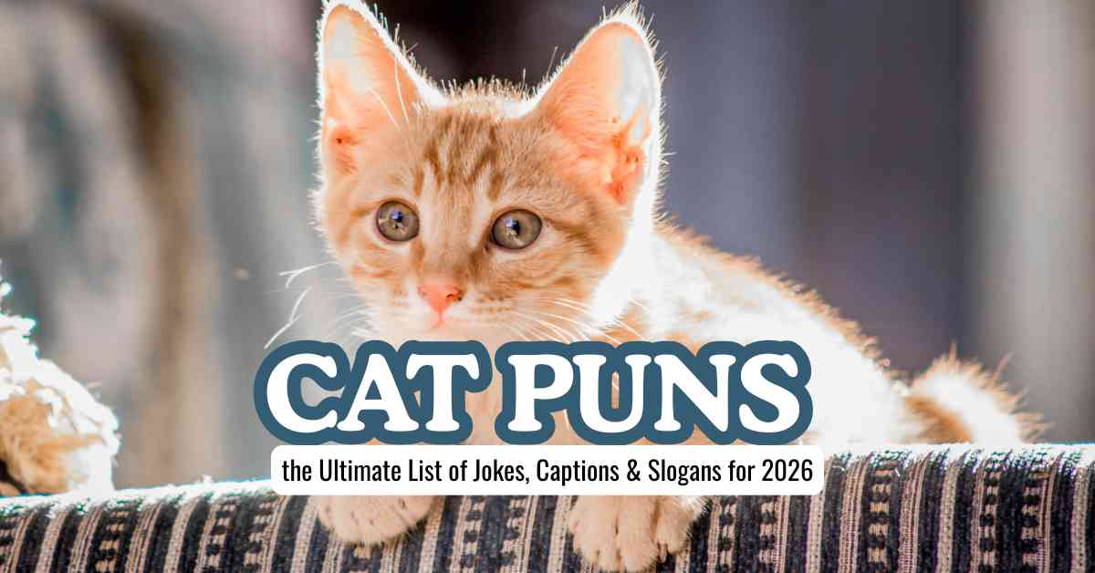 Cat Puns