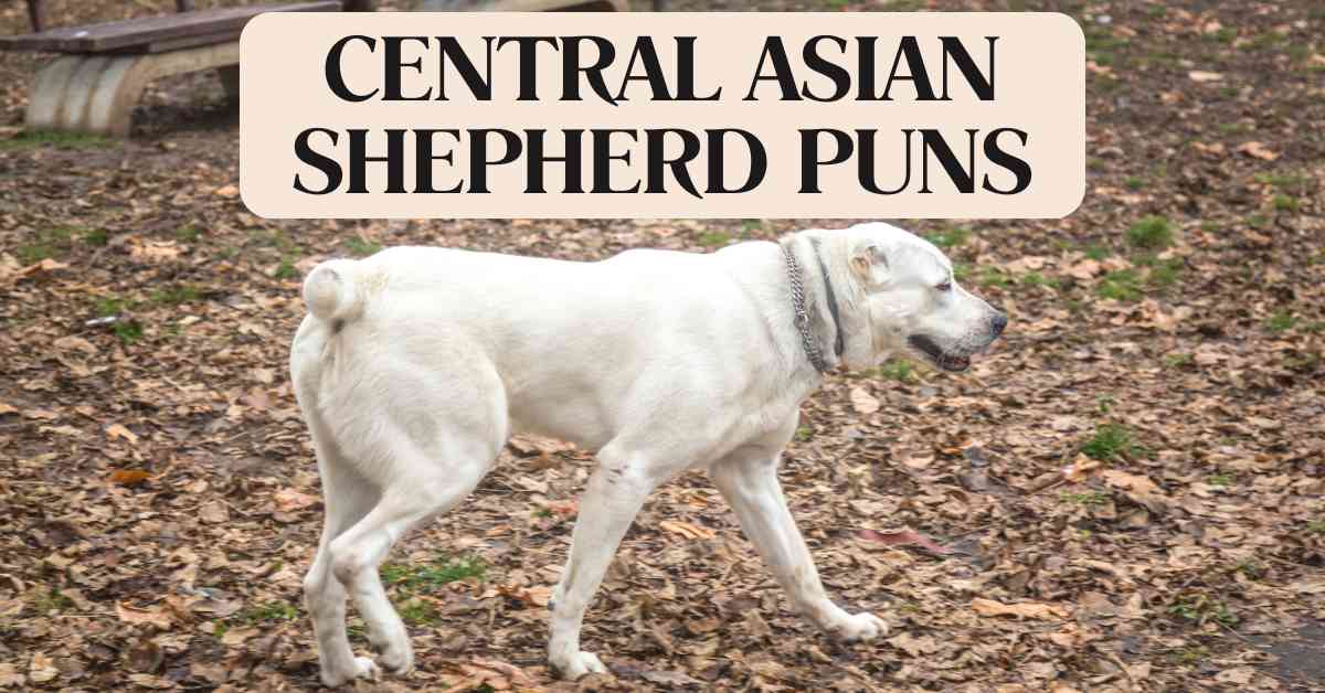 Central Asian Shepherd Puns