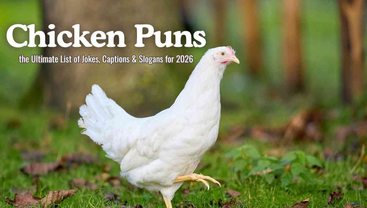 Chicken Puns