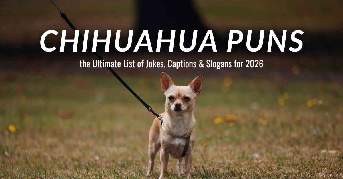 Chihuahua Puns
