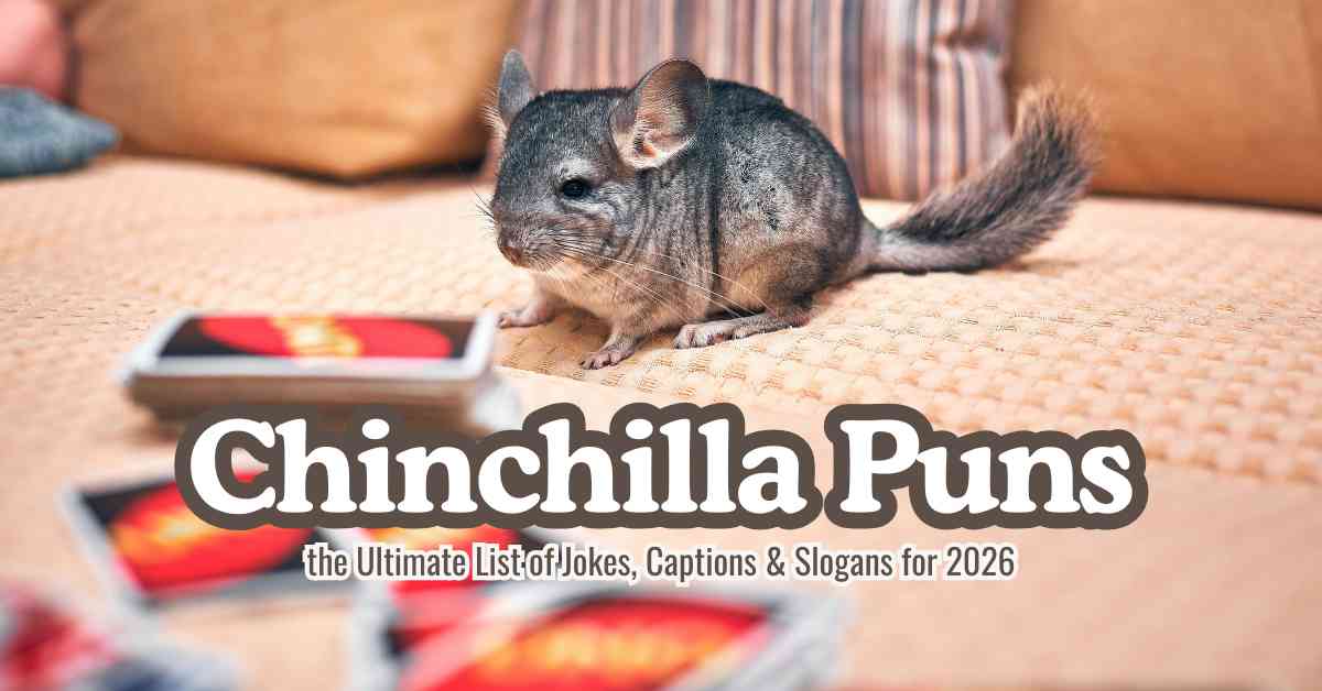Chinchilla Puns