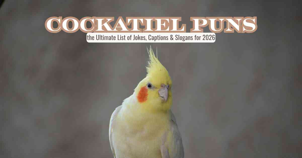 Cockatiel Puns