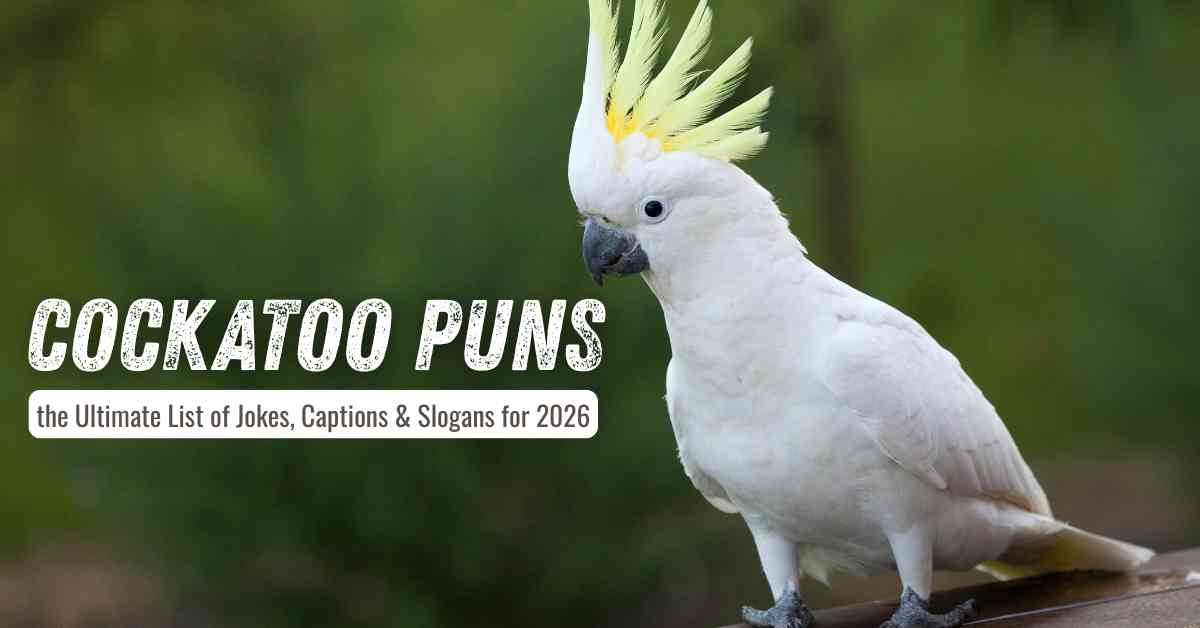 Cockatoo puns