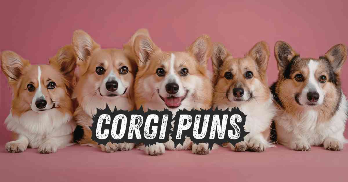 Corgi Puns