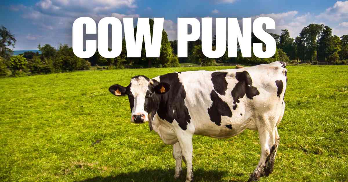 Cow Puns