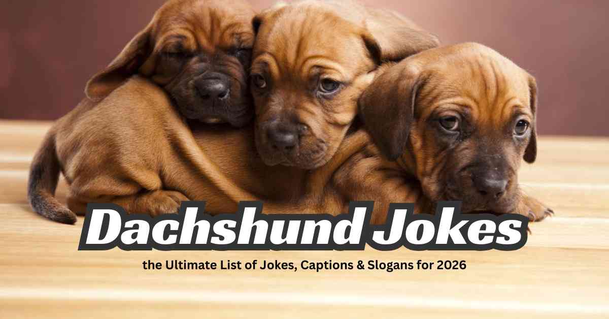 Dachshund Jokes